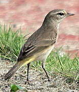 Yucatan Vireo