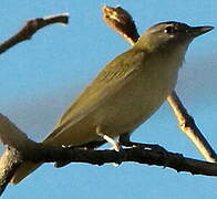 Yellow-green Vireo