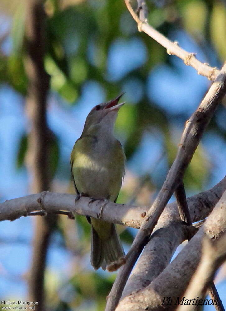 Yellow-green Vireoadult, song