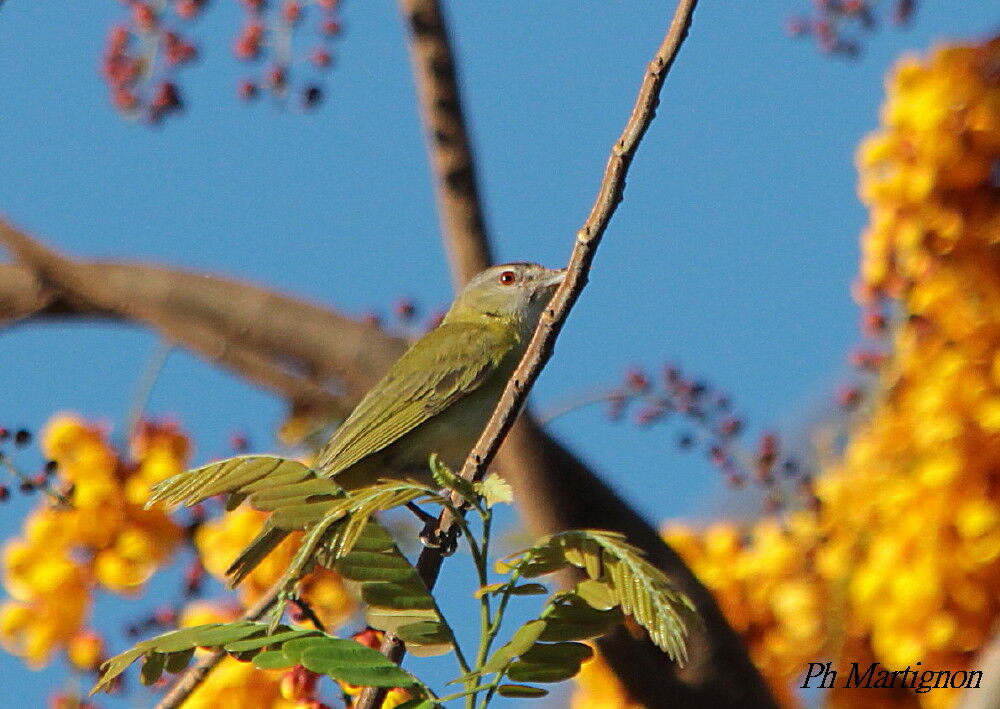 Viréo jaune-verdâtre, identification