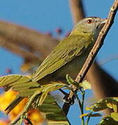 Yellow-green Vireo