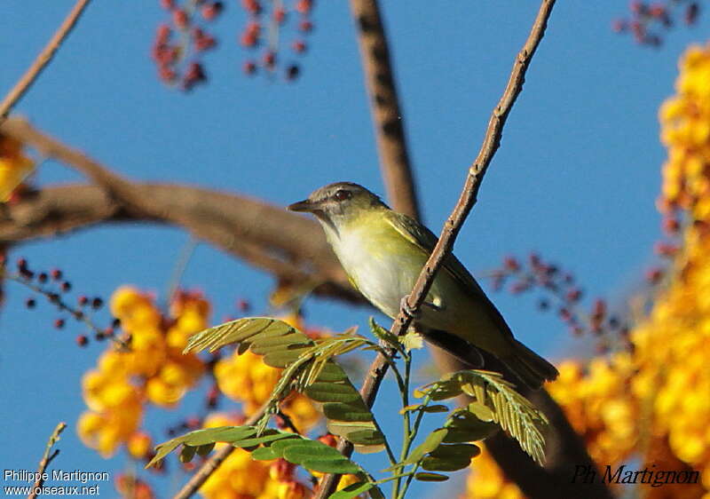 Viréo jaune-verdâtreadulte, habitat