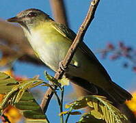 Yellow-green Vireo