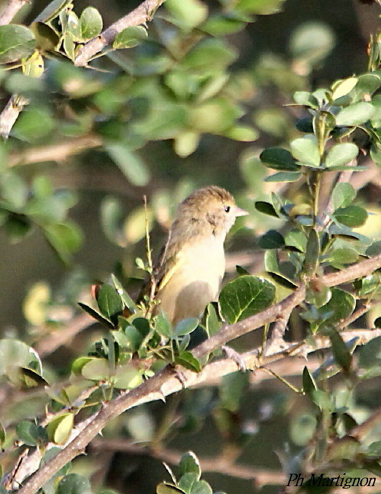 Viréon à pattes claires, identification