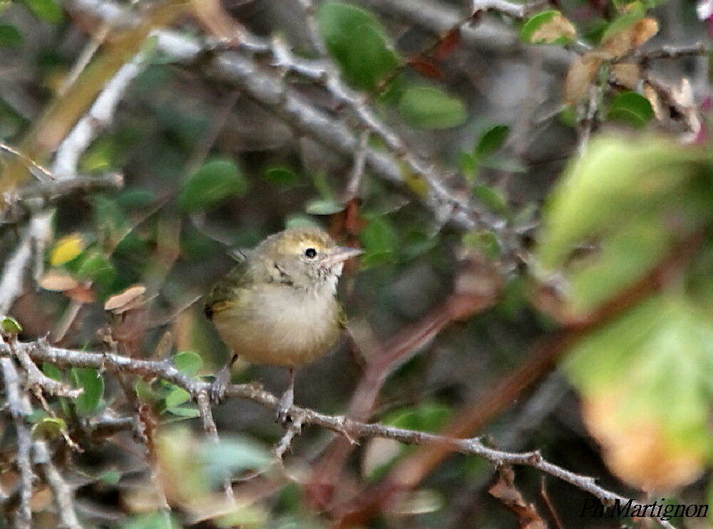 Viréon à pattes claires, identification