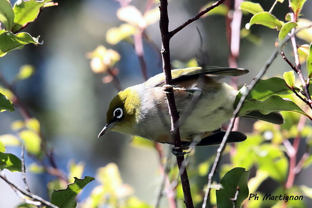 Silvereye, identification