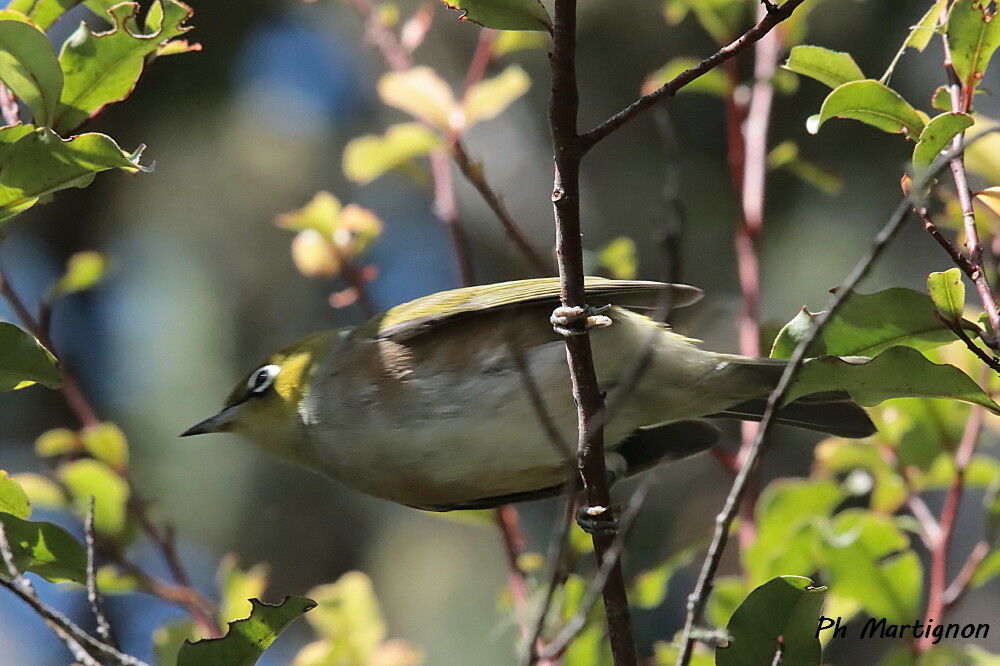 Silvereye, identification