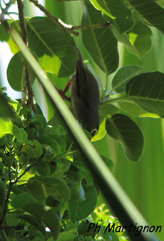 Mauritius Grey White-eye, identification