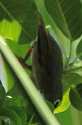 Mauritius Grey White-eye