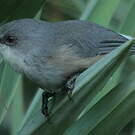 Zostérops gris