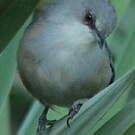 Zostérops gris