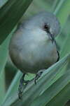 Zostérops gris