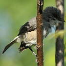 Zostérops gris