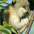 Zostérops gris