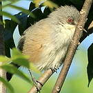 Zostérops gris