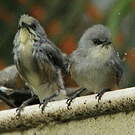 Zostérops gris