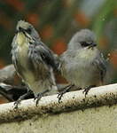 Zostérops gris