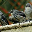 Zostérops gris