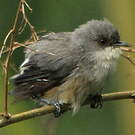 Zostérops gris