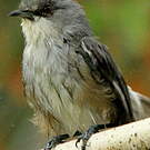 Zostérops gris