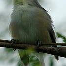 Zostérops gris