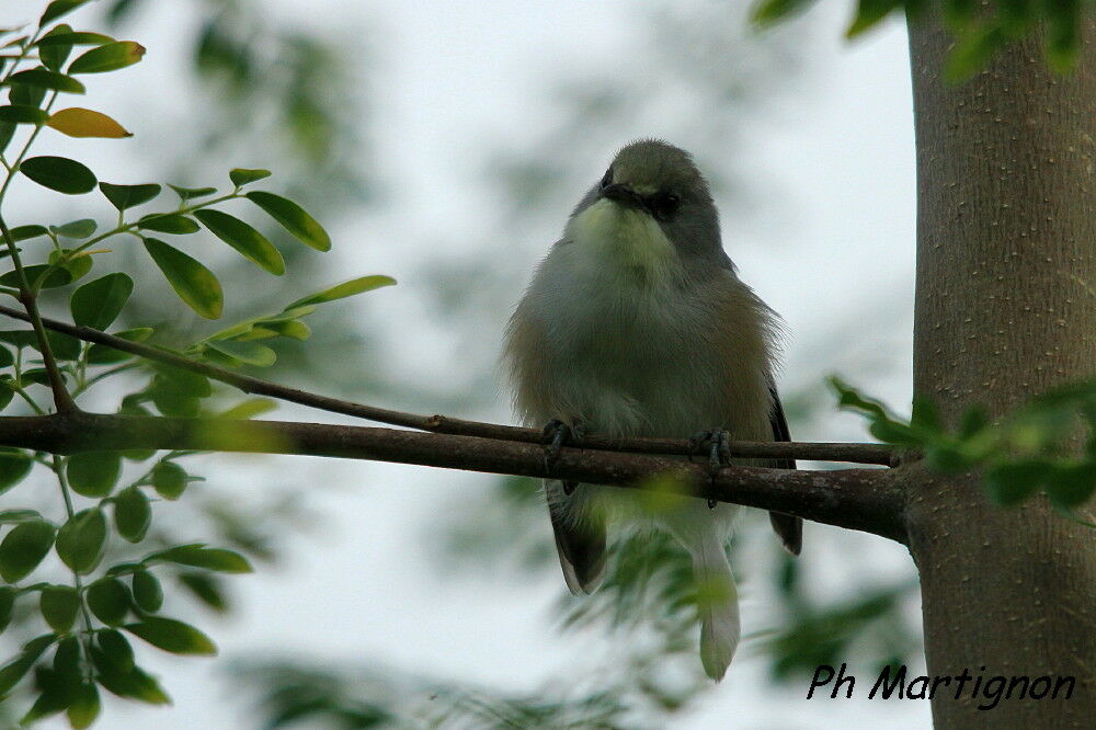 Mauritius Grey White-eye, identification