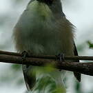 Zostérops gris
