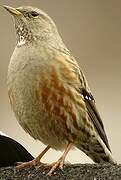 Alpine Accentor