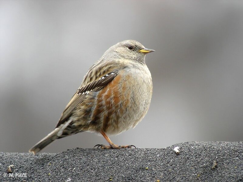 Alpine Accentor