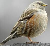 Alpine Accentor