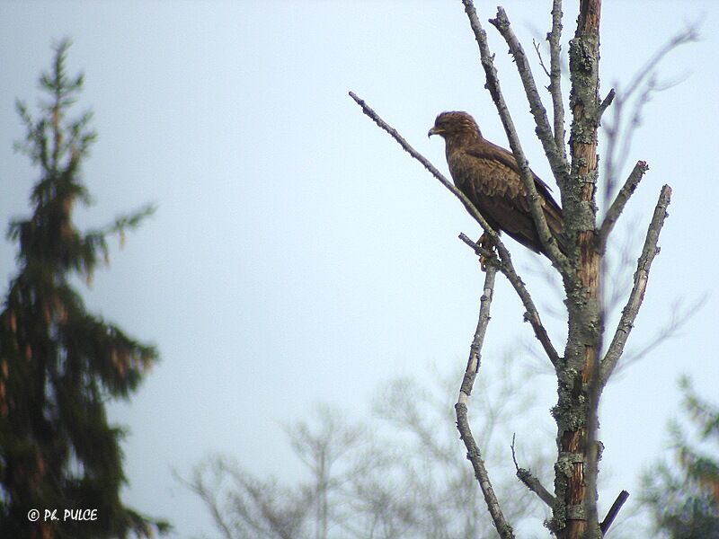 Aigle pomarin