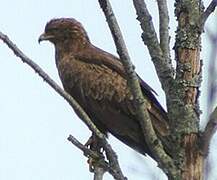 Lesser Spotted Eagle