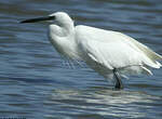 Aigrette garzette