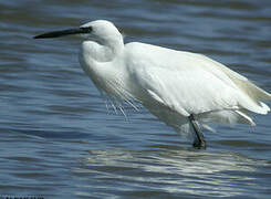 Little Egret