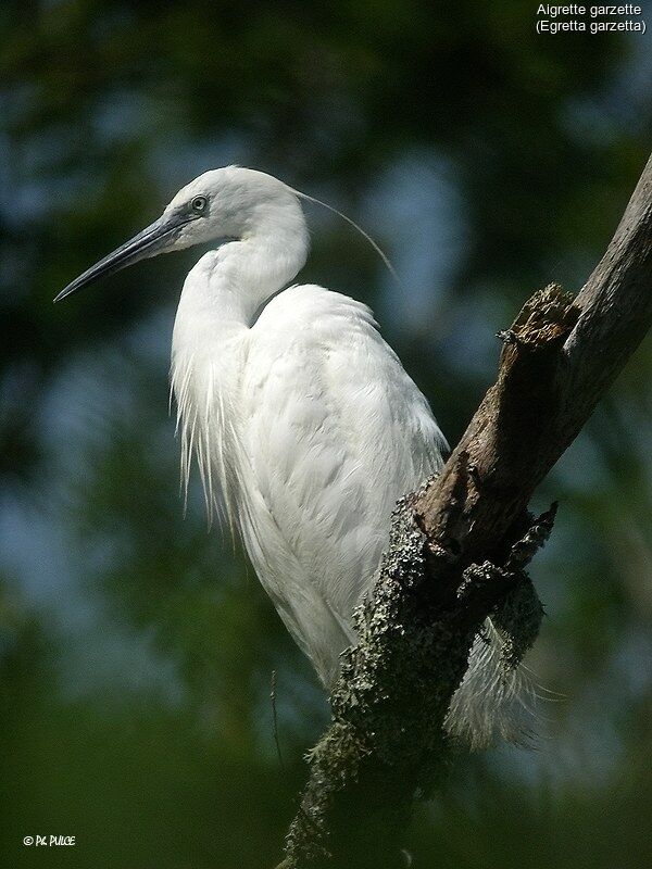 Aigrette garzette