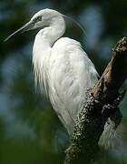 Aigrette garzette