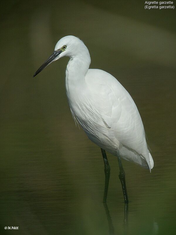 Aigrette garzette