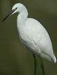 Aigrette garzette