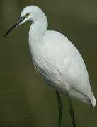 Little Egret