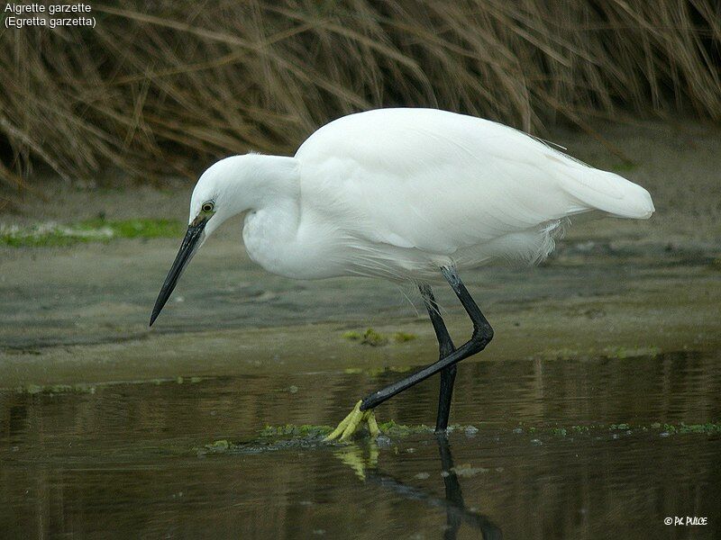 Aigrette garzette