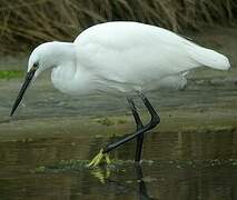 Aigrette garzette