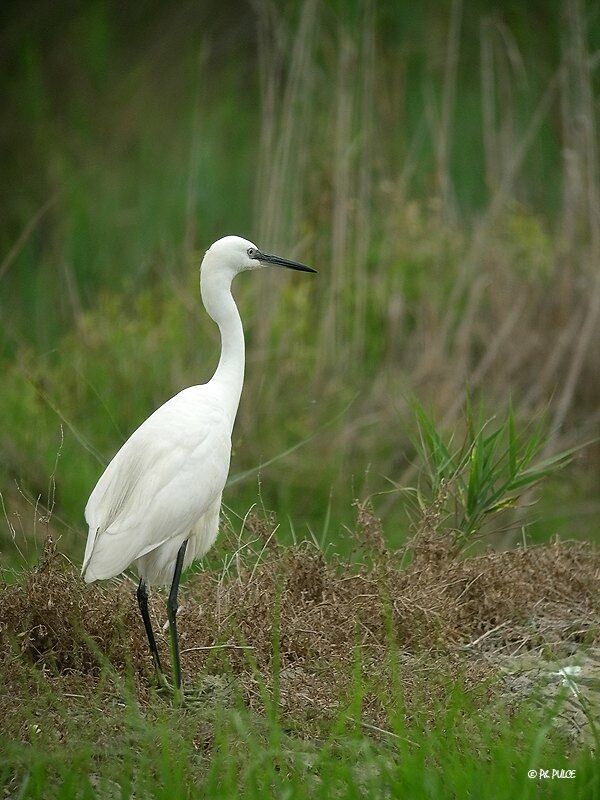 Little Egret