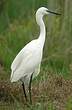 Aigrette garzette