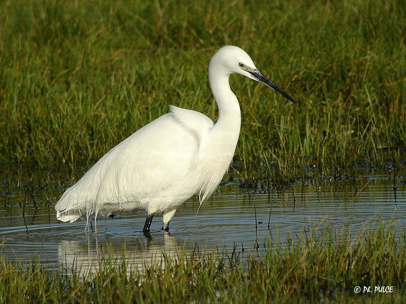 Aigrette garzette