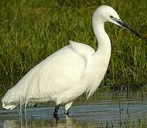 Little Egret