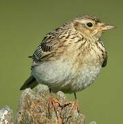 Eurasian Skylark