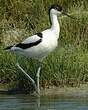 Avocette élégante