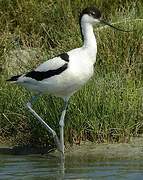 Avocette élégante