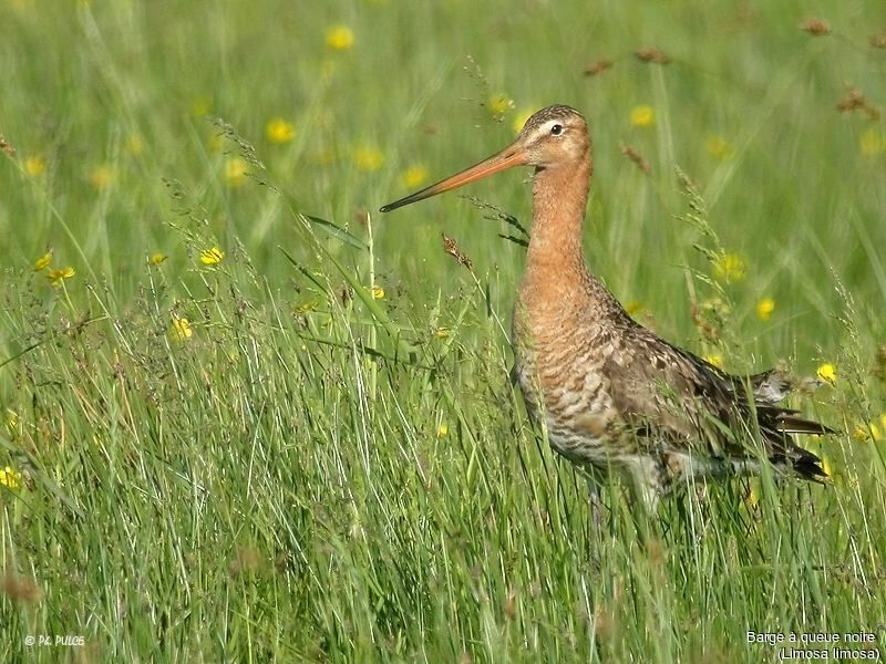 Black-tailed Godwit