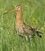 Black-tailed Godwit